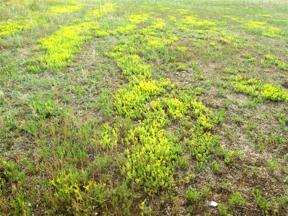 Milder Mauerpfeffer (Sedum sexangulare) auf einer Parkplatzwiese in Hockenheim
