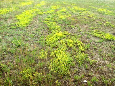 Milder Mauerpfeffer (Sedum sexangulare) auf einer Parkplatzwiese in Hockenheim
