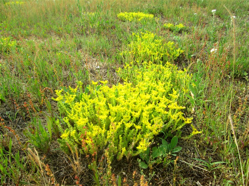 Milder Mauerpfeffer (Sedum sexangulare) auf einer Parkplatzwiese in Hockenheim