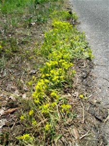 Scharfer Mauerpfeffer (Sedum acre) in der Schwetzinger Hardt