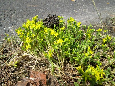 Scharfer Mauerpfeffer (Sedum acre) in der Schwetzinger Hardt