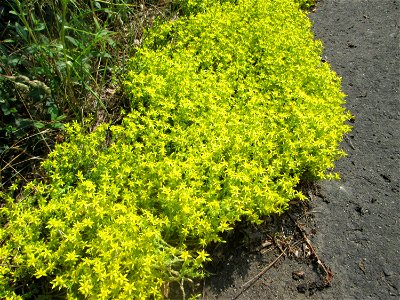 Scharfer Mauerpfeffer (Sedum acre) in der Schwetzinger Hardt