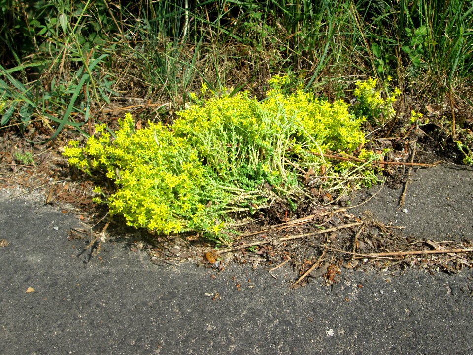 Scharfer Mauerpfeffer (Sedum acre) in der Schwetzinger Hardt