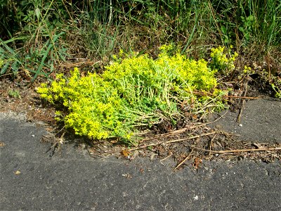 Scharfer Mauerpfeffer (Sedum acre) in der Schwetzinger Hardt