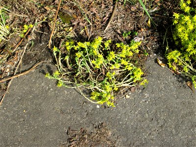 Scharfer Mauerpfeffer (Sedum acre) in der Schwetzinger Hardt