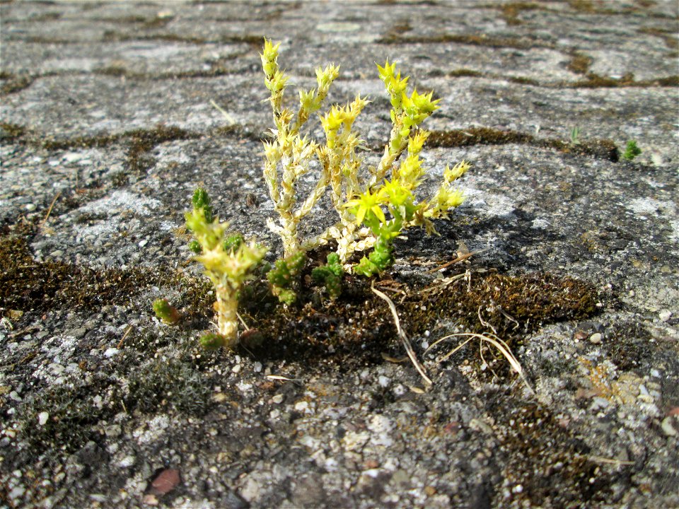 Ritzenbotanik: Scharfer Mauerpfeffer (Sedum acre) auf Pflasterstein in Hockenheim