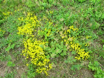 Scharfer Mauerpfeffer (Sedum acre) auf einer Streuobstwiese in Hockenheim