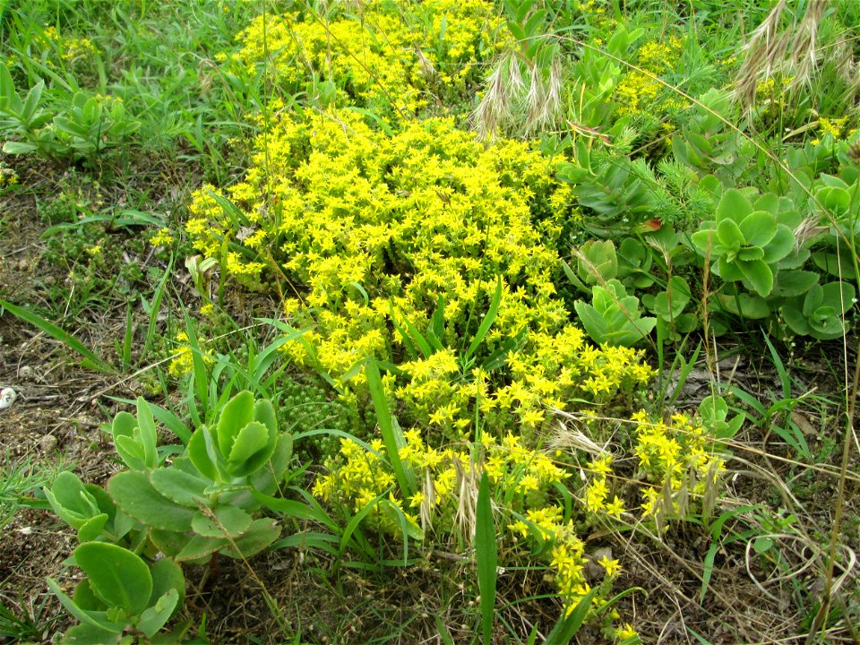 Scharfer Mauerpfeffer (Sedum acre) auf einer Streuobstwiese in Hockenheim