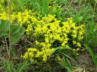 Scharfer Mauerpfeffer (Sedum acre) auf einer Streuobstwiese in Hockenheim