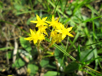 Scharfer Mauerpfeffer (Sedum acre) an einer kleinen Binnendüne am Randstreifen der Rheinbahn in der Schwetzinger Hardt