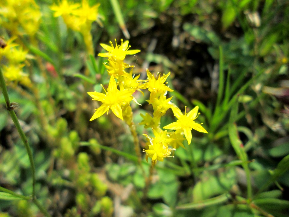 Scharfer Mauerpfeffer (Sedum acre) an einer kleinen Binnendüne am Randstreifen der Rheinbahn in der Schwetzinger Hardt
