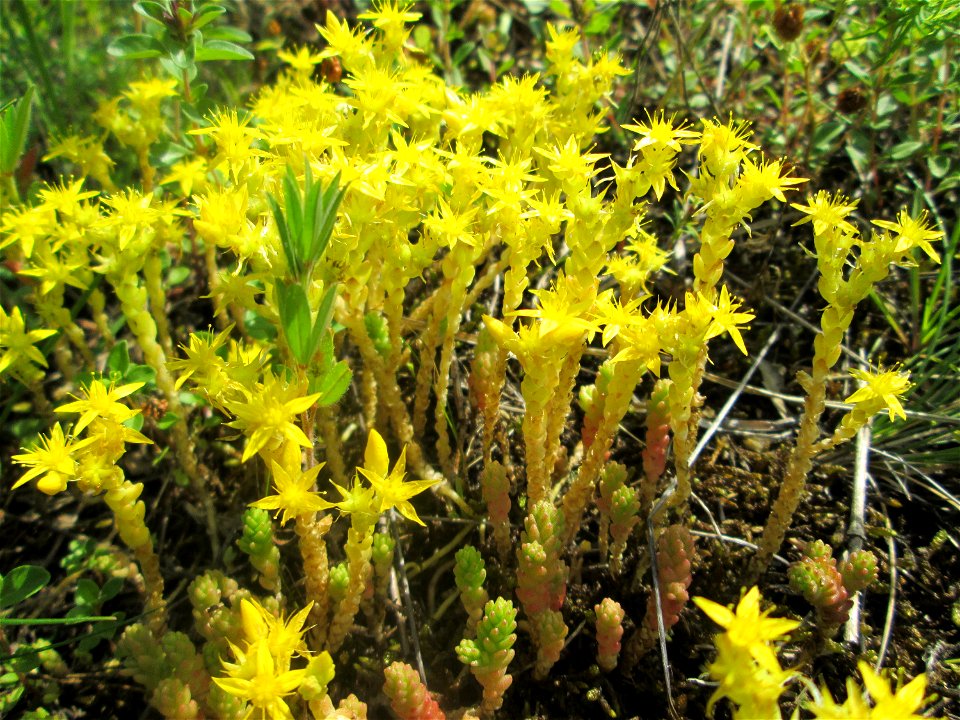 Scharfer Mauerpfeffer (Sedum acre) an einer kleinen Binnendüne am Randstreifen der Rheinbahn in der Schwetzinger Hardt