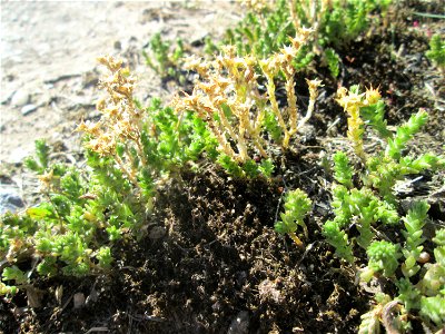 Scharfer Mauerpfeffer (Sedum acre) an einer Brückenauffahrt bei Reilingen