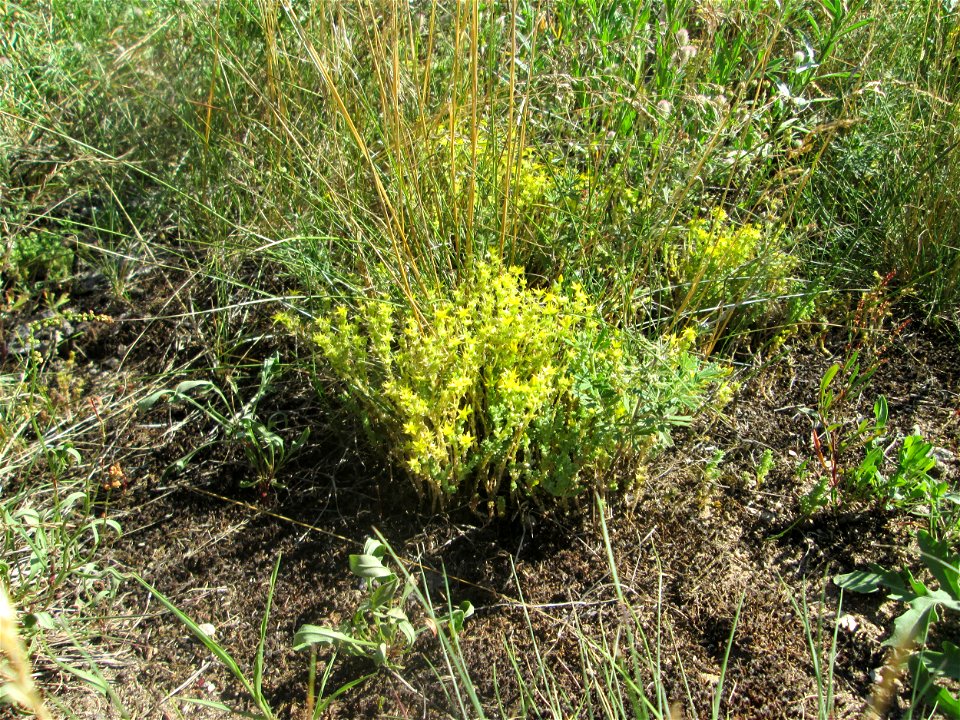 Scharfer Mauerpfeffer (Sedum acre) an einer Brückenauffahrt bei Reilingen
