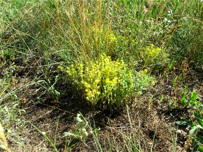 Scharfer Mauerpfeffer (Sedum acre) an einer Brückenauffahrt bei Reilingen