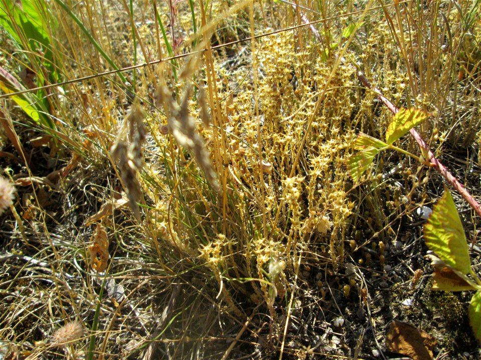 Scharfer Mauerpfeffer (Sedum acre) an der Böschung der A6 in der Schwetzinger Hardt - an diesem Abschnitt bietet der Autobahnrand eine binnendünenartige Situation