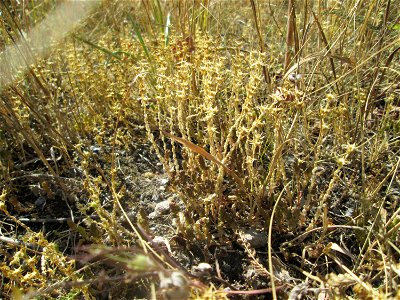 Scharfer Mauerpfeffer (Sedum acre) an der Böschung der A6 in der Schwetzinger Hardt - an diesem Abschnitt bietet der Autobahnrand eine binnendünenartige Situation