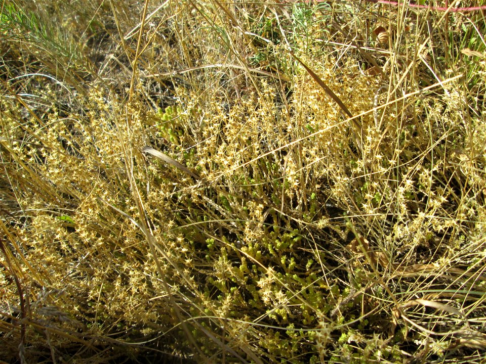 Scharfer Mauerpfeffer (Sedum acre) an der Böschung der A6 in der Schwetzinger Hardt - an diesem Abschnitt bietet der Autobahnrand eine binnendünenartige Situation