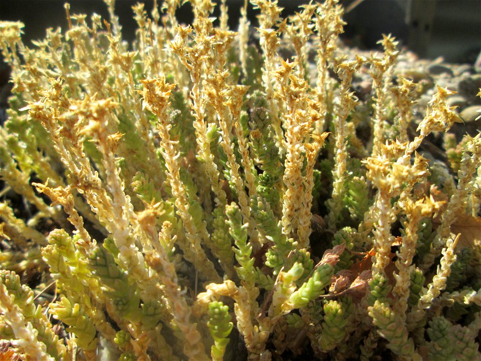 Scharfer Mauerpfeffer (Sedum acre) am Straßenrand in Hockenheim-Talhaus
