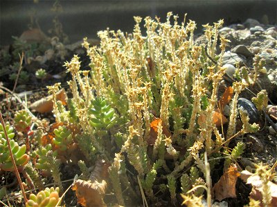 Scharfer Mauerpfeffer (Sedum acre) am Straßenrand in Hockenheim-Talhaus