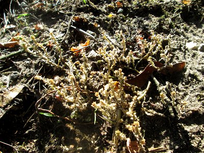 Scharfer Mauerpfeffer (Sedum acre) am Straßenrand in Hockenheim
