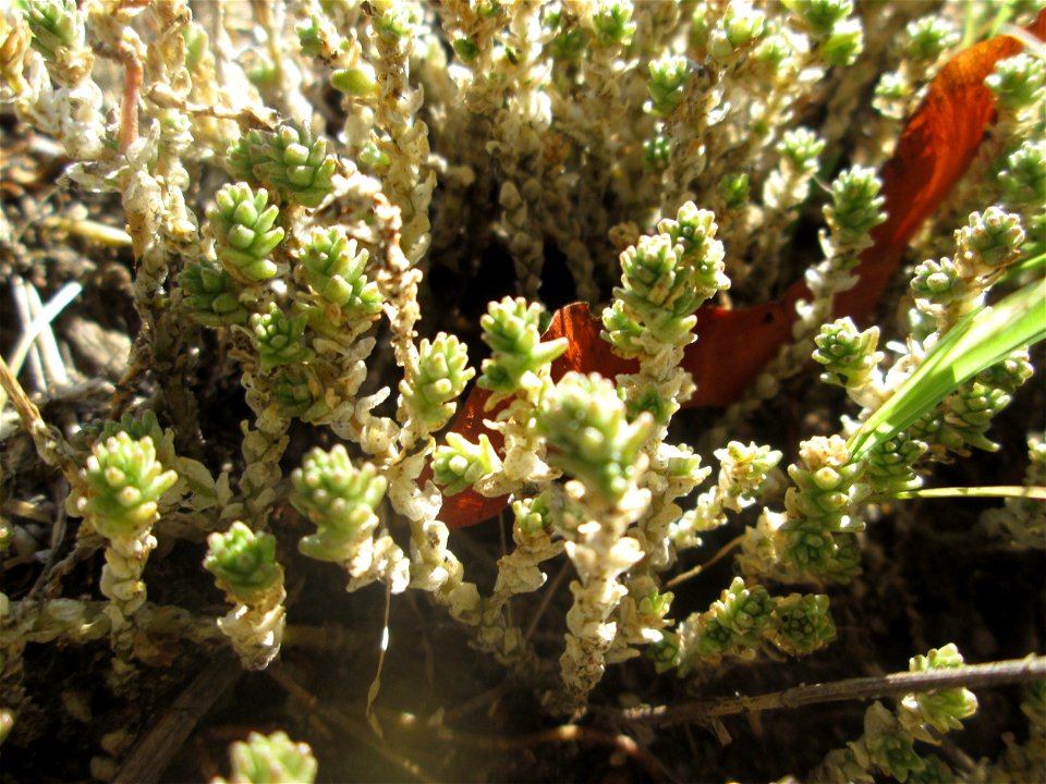 Scharfer Mauerpfeffer (Sedum acre) am Straßenrand in Hockenheim