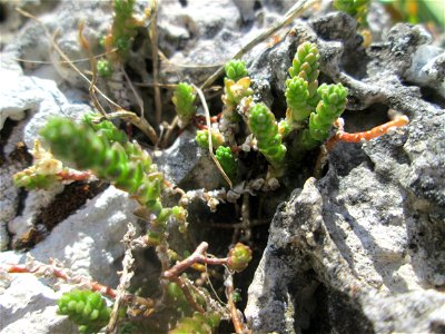 Scharfer Mauerpfeffer (Sedum acre) am Römischen Wasserkastell im Schwetzinger Schlossgarten