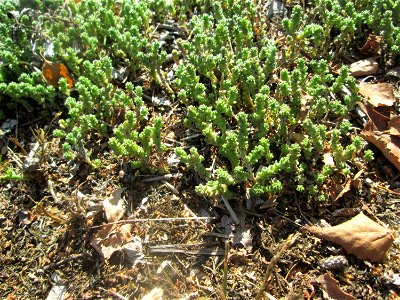 Scharfer Mauerpfeffer (Sedum acre) am Tierfriedhof Saarbrücken