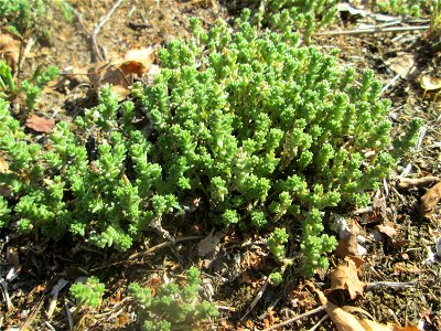 Scharfer Mauerpfeffer (Sedum acre) am Tierfriedhof Saarbrücken