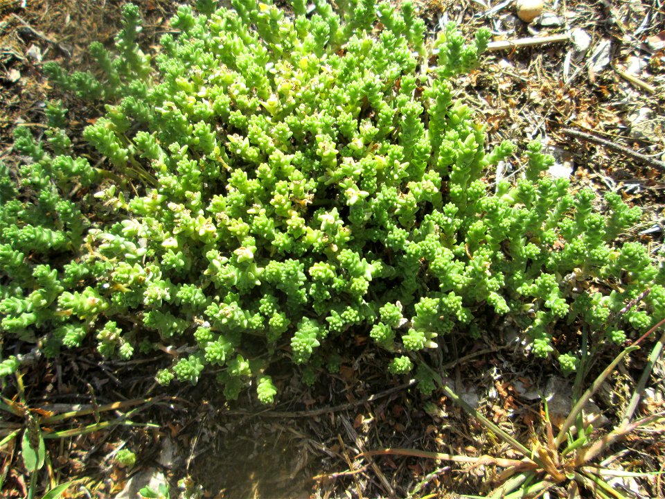 Scharfer Mauerpfeffer (Sedum acre) am Tierfriedhof Saarbrücken