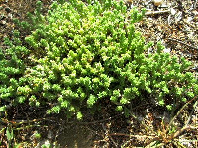 Scharfer Mauerpfeffer (Sedum acre) am Tierfriedhof Saarbrücken