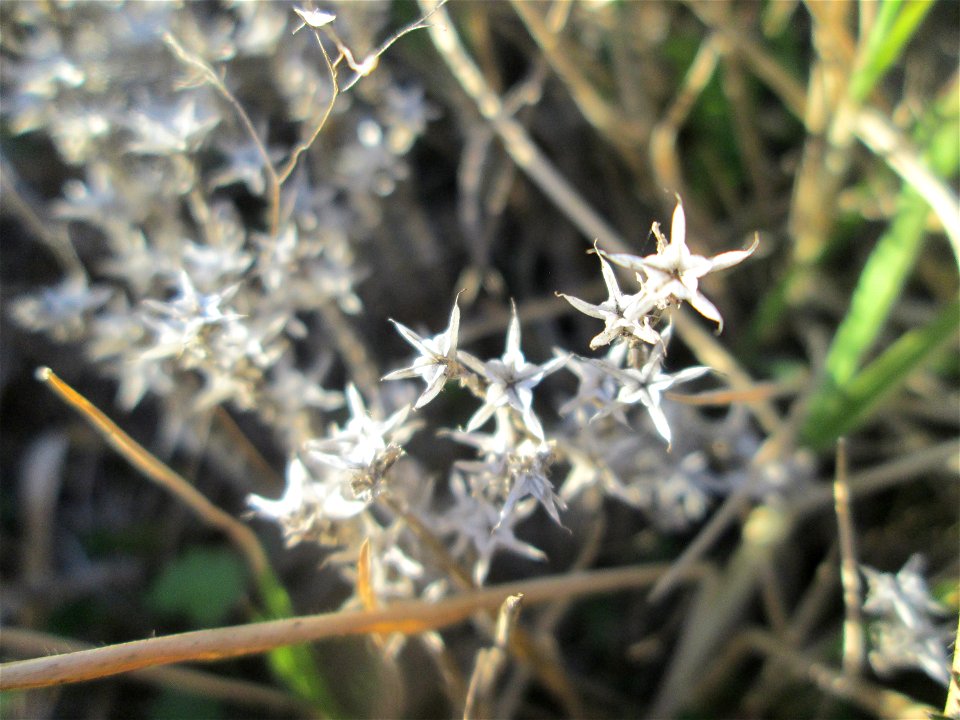 Scharfer Mauerpfeffer (Sedum acre) an der Böschung der A6 in der Schwetzinger Hardt - an diesem Abschnitt bietet der Autobahnrand eine binnendünenartige Situation