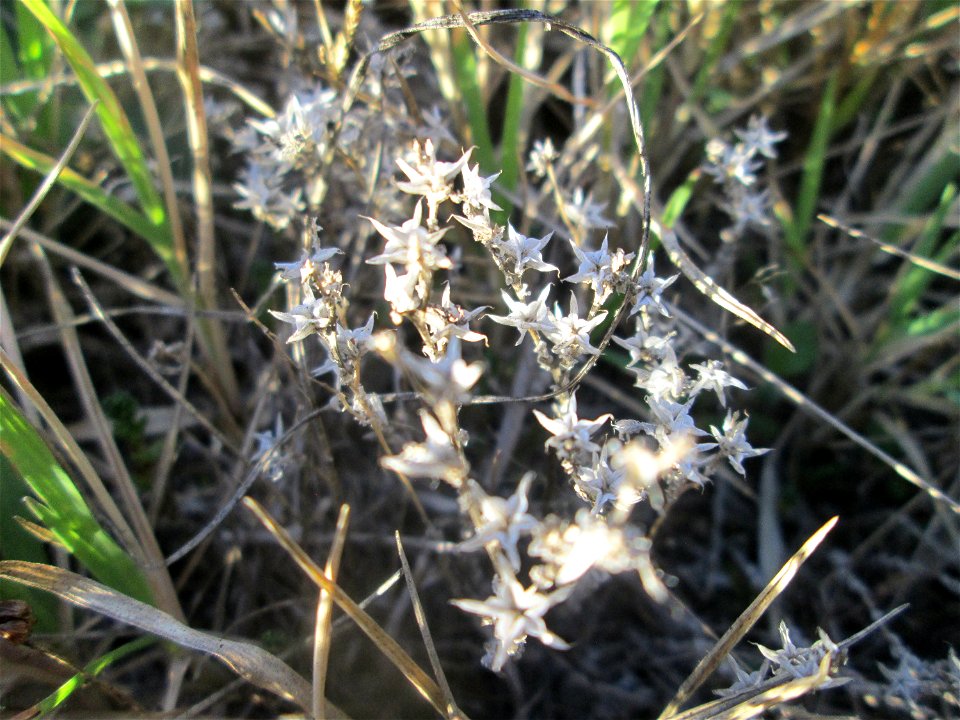 Scharfer Mauerpfeffer (Sedum acre) an der Böschung der A6 in der Schwetzinger Hardt - an diesem Abschnitt bietet der Autobahnrand eine binnendünenartige Situation