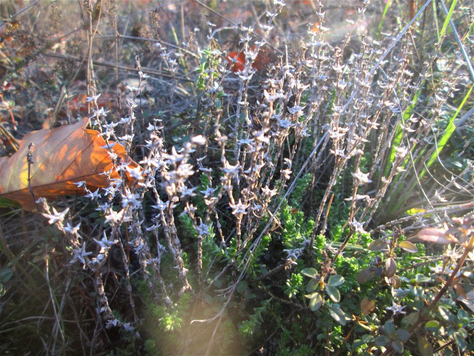 Scharfer Mauerpfeffer (Sedum acre) in der Schwetzinger Hardt - der Randstreifen der Bahnstrecke Mannheim-Karlsruhe ist ein Biotop mit typischer Binnendünen-Vegetation