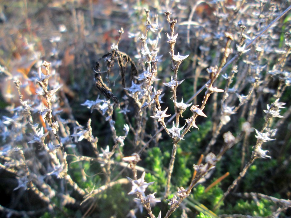 Scharfer Mauerpfeffer (Sedum acre) in der Schwetzinger Hardt - der Randstreifen der Bahnstrecke Mannheim-Karlsruhe ist ein Biotop mit typischer Binnendünen-Vegetation