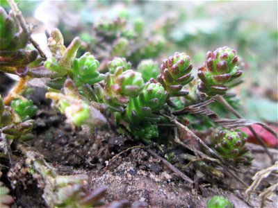 Scharfer Mauerpfeffer (Sedum acre) an den Oftersheimer Dünen