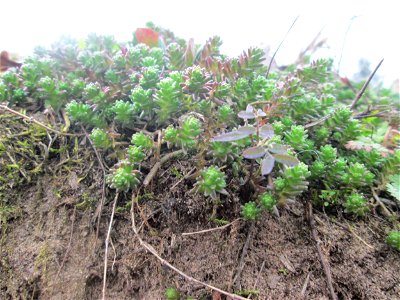 Scharfer Mauerpfeffer (Sedum acre) an den Oftersheimer Dünen