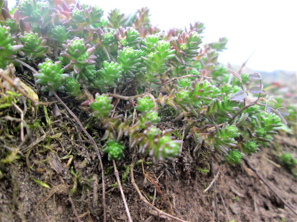 Scharfer Mauerpfeffer (Sedum acre) an den Oftersheimer Dünen