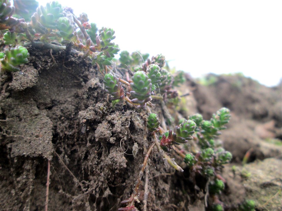 Scharfer Mauerpfeffer (Sedum acre) an den Oftersheimer Dünen