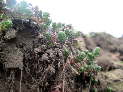 Scharfer Mauerpfeffer (Sedum acre) an den Oftersheimer Dünen