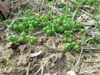 Scharfer Mauerpfeffer (Sedum acre) auf der Friedenshöhe im Naturschutzgebiet „Oftersheimer Dünen“