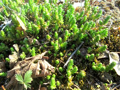 Scharfer Mauerpfeffer (Sedum acre) bei Reilingen