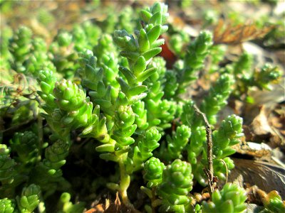 Scharfer Mauerpfeffer (Sedum acre) bei Reilingen