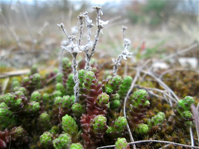 Scharfer Mauerpfeffer (Sedum acre) am „Wingertsbuckel“ bei Oftersheim, einer kleinen Binnendüne ausserhalb vom Natur- und Landschaftsschutzgebiet „Oftersheimer Dünen“