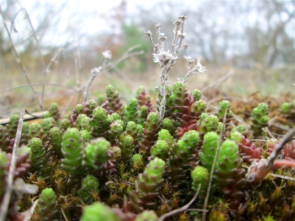 Scharfer Mauerpfeffer (Sedum acre) am „Wingertsbuckel“ bei Oftersheim, einer kleinen Binnendüne ausserhalb vom Natur- und Landschaftsschutzgebiet „Oftersheimer Dünen“