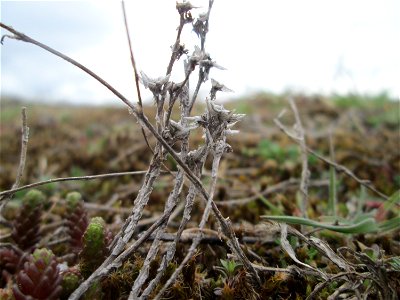 Scharfer Mauerpfeffer (Sedum acre) am „Wingertsbuckel“ bei Oftersheim, einer kleinen Binnendüne ausserhalb vom Natur- und Landschaftsschutzgebiet „Oftersheimer Dünen“