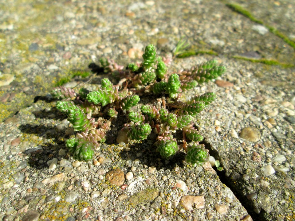Scharfer Mauerpfeffer (Sedum acre) an der Böschung der A61 in Hockenheim