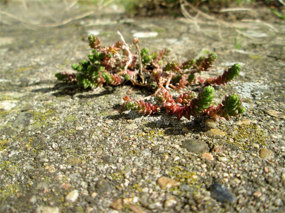 Scharfer Mauerpfeffer (Sedum acre) an der Böschung der A61 in Hockenheim