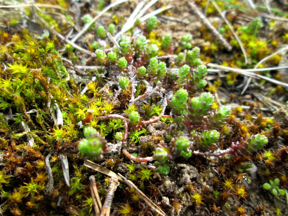 Scharfer Mauerpfeffer (Sedum acre) an der Düne der ehem. Ostkurve in der Schwetzinger Hardt