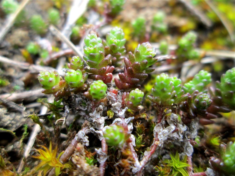 Scharfer Mauerpfeffer (Sedum acre) an der Düne der ehem. Ostkurve in der Schwetzinger Hardt